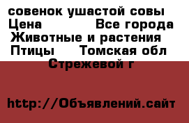 совенок ушастой совы › Цена ­ 5 000 - Все города Животные и растения » Птицы   . Томская обл.,Стрежевой г.